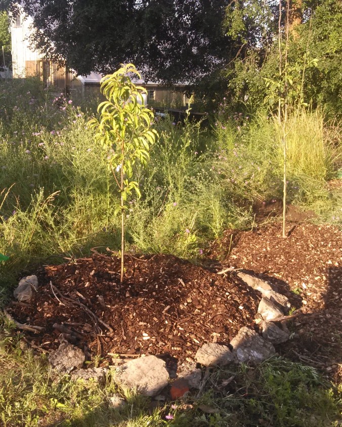 Newly planted fruit trees.