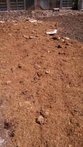 IMG_20140406_123619_331-1