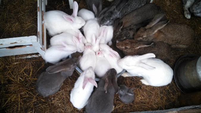 IMG_20140501_112117_884