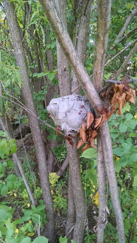 IMG_20140924_142158701